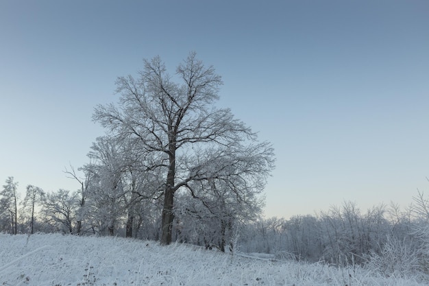 Paisaje de invierno naturaleza nevada año nuevo bosque