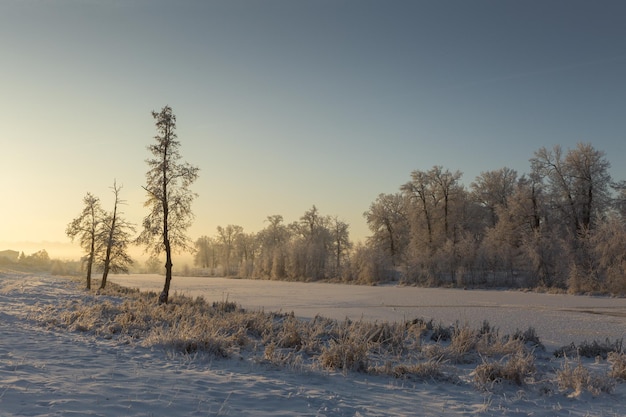 Paisaje de invierno naturaleza nevada año nuevo bosque