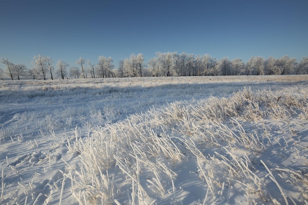 Paisaje de invierno naturaleza nevada año nuevo bosque