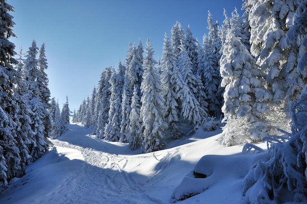 El paisaje de invierno de Navidad