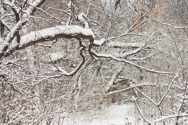 Paisaje de invierno con nieve y árboles.