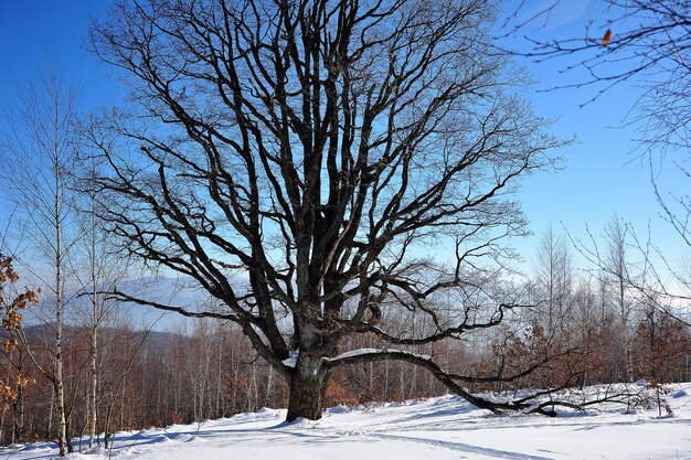 Paisaje de invierno nieve bosque Cárpatos