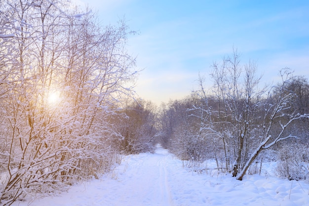 Paisaje de invierno con nieve y sol.