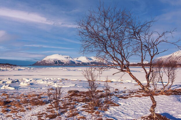 Paisaje de invierno noruega