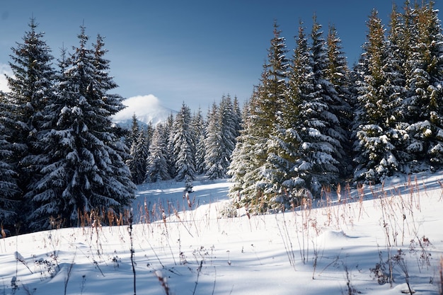 Foto paisaje de invierno paisaje nevado en las montañas de invierno montañas de los cárpatos ucrania