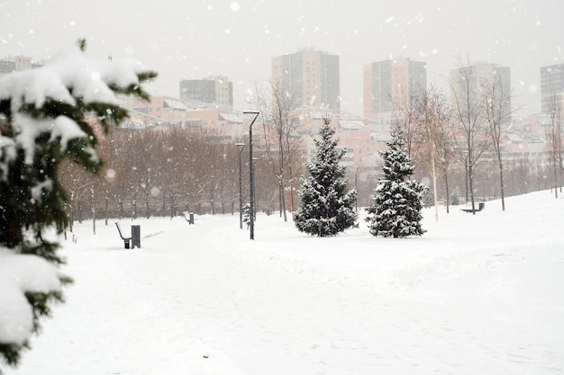 Paisaje de invierno en el parque