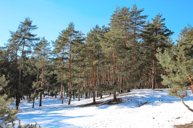 Paisaje de invierno pinos sol y nieve