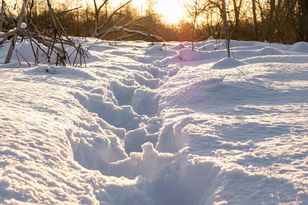 Paisaje de invierno. Rastro de huellas en la nieve a la luz del sol poniente. Foto horizontal.