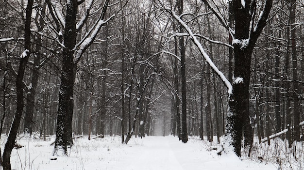 Paisaje de invierno. Sendero cubierto de nieve en el parque de la ciudad. Árboles cubiertos de nieve en un bosque de invierno con una carretera.