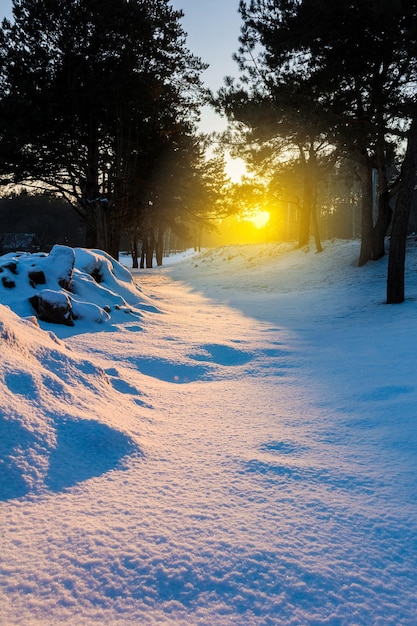 Paisaje de invierno con sol en el bosque al atardecer