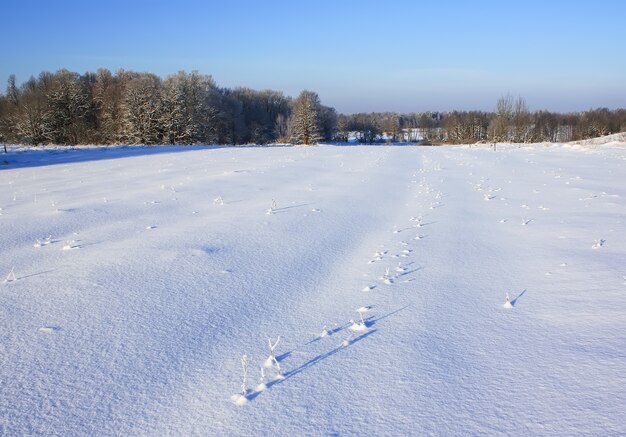 Paisaje de invierno. Superficie del campo de nieve y bosque en día soleado.