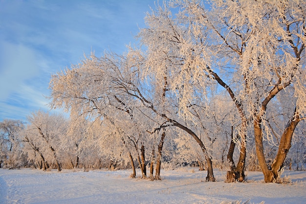 Paisaje de invierno