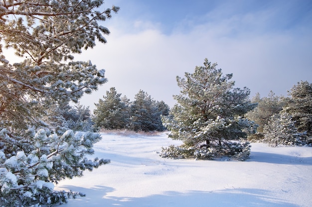 Paisaje de invierno