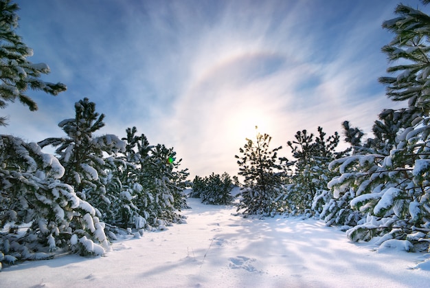 Paisaje de invierno