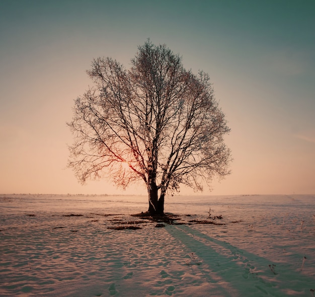 Paisaje de invierno