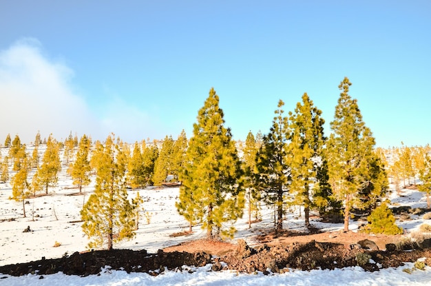 Paisaje de invierno