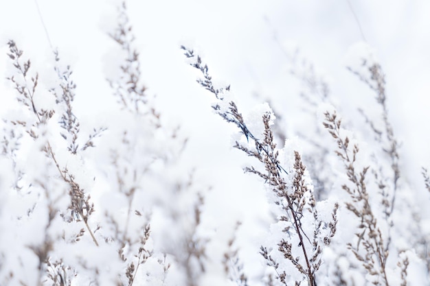 Paisaje de invierno