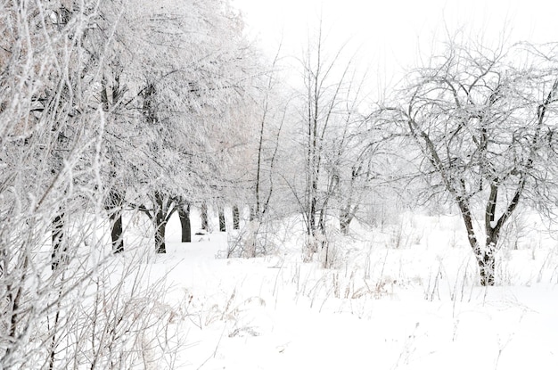 Paisaje de invierno