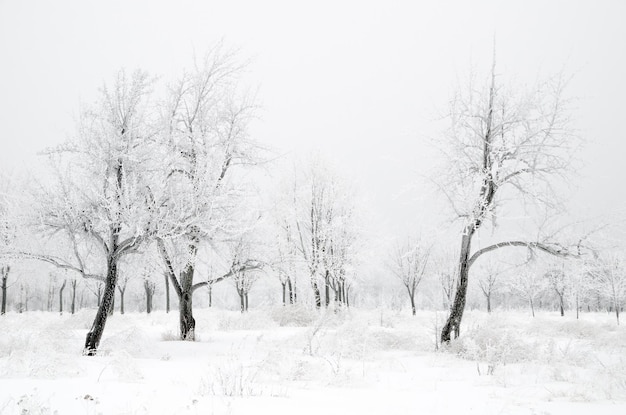 Paisaje de invierno