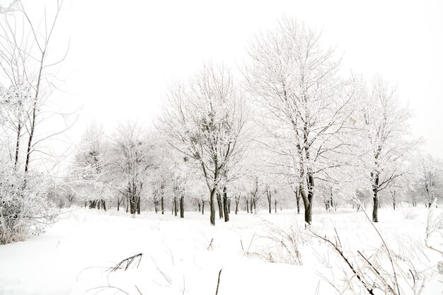 Paisaje de invierno