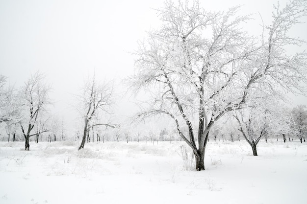 Paisaje de invierno