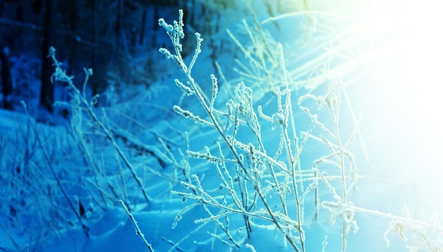 Paisaje de invierno