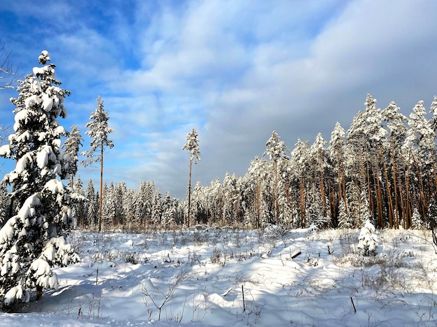 Paisaje de invierno