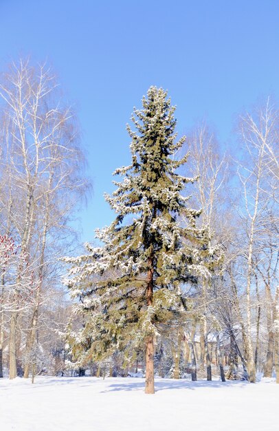 Paisaje de invierno