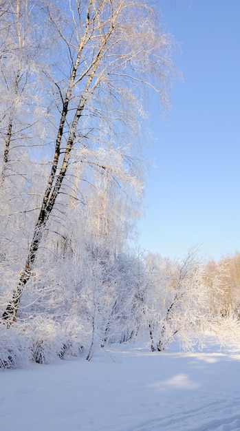 Paisaje de invierno