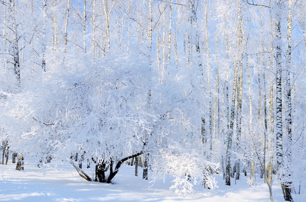 Paisaje de invierno