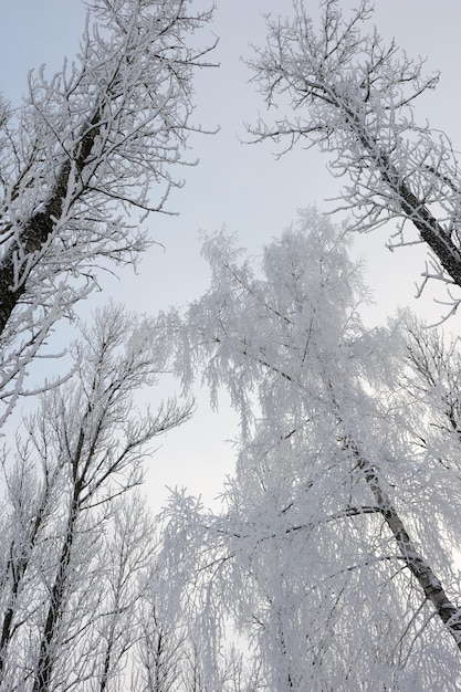 Paisaje de invierno