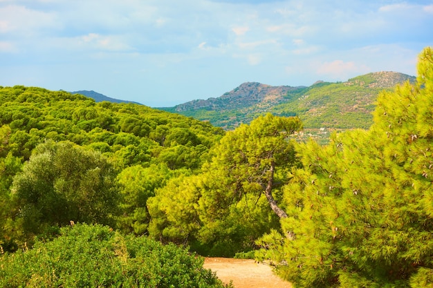 Paisaje de la isla de Aegina con bosques de coníferas, Agia Marina, Islas Sarónicas, Grecia