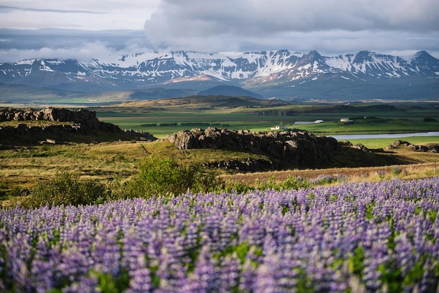 Paisaje de Islandia con lupino floreciente y montañas