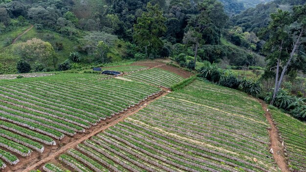 Foto paisaje del jardín de fresas con amanecer en doi ang khang chiang mai, tailandia