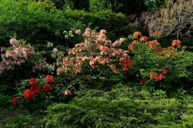 Paisaje jardín japonés en parque verde de fondo