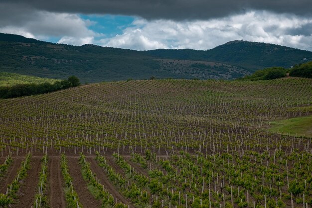 Paisaje de jardines de vid de primavera verde en tiempo nublado