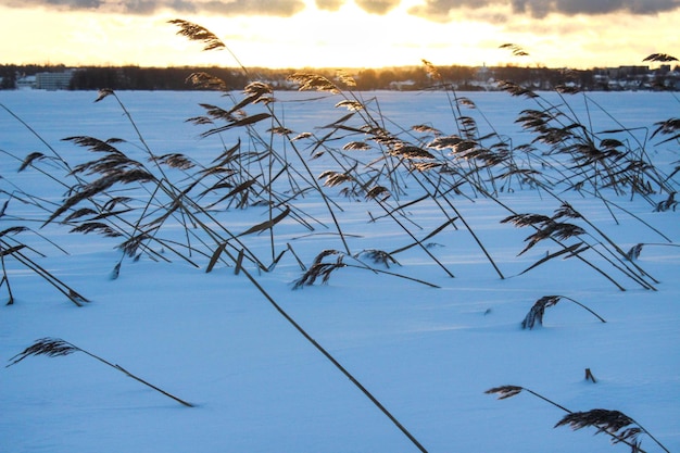 Paisaje con juncos y nieve. Naturaleza rusa al atardecer