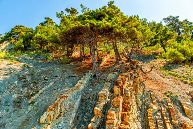 Foto paisaje de una ladera rocosa de una montaña con un pino caucásico en crecimiento