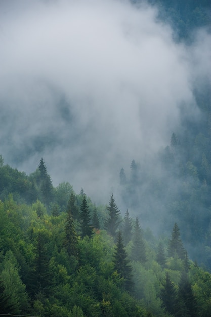 Paisaje de las laderas de las montañas con abetos en la niebla en Svaneti, Georgia.