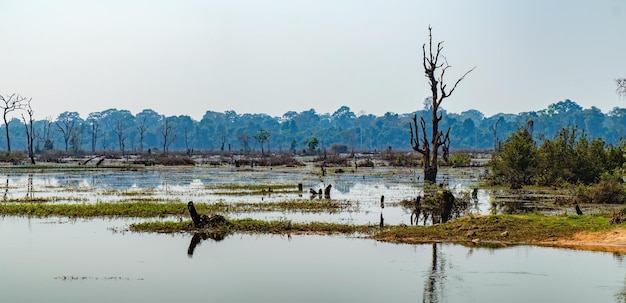 Foto paisaje del lago con árboles tropicales cerca del templo de neak pean en el complejo de angkor wat en siem reap, camboya