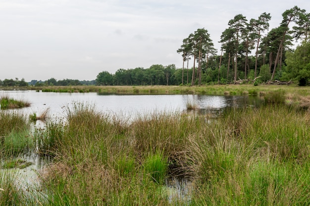 Paisaje con lago pantano