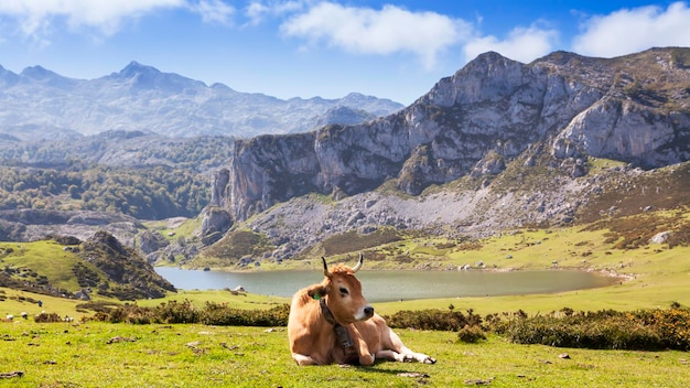 Paisaje de los lagos de Covadonga en Asturias con una vaca en primer plano