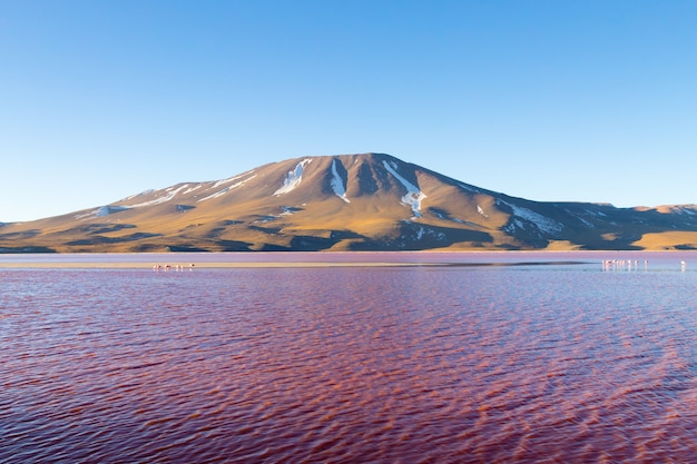 Paisaje Laguna Colorada