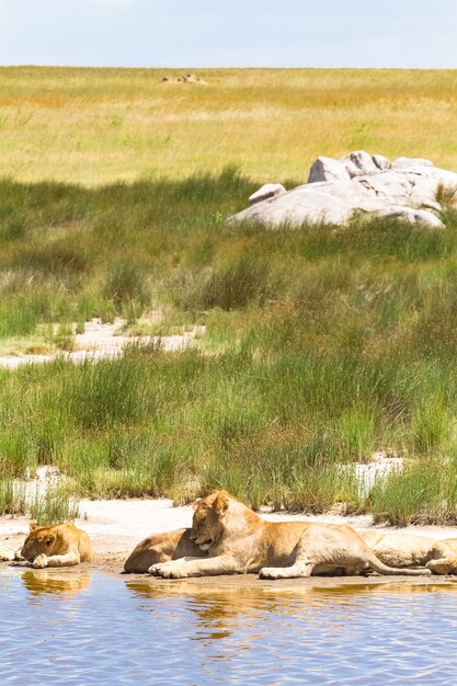 Paisaje con leones descansando. Serengeti, Tanzania