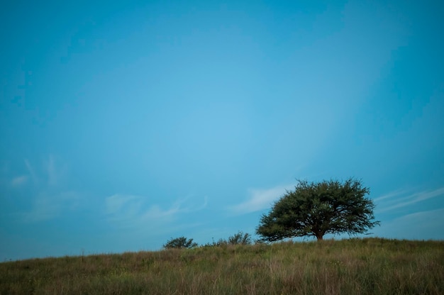 Paisaje llano con el árbol típico Provincia de La Pampa Patagonia Argentina