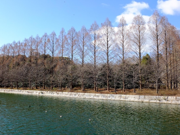 Paisaje de Loba Pine en el parque del castillo de Osaka