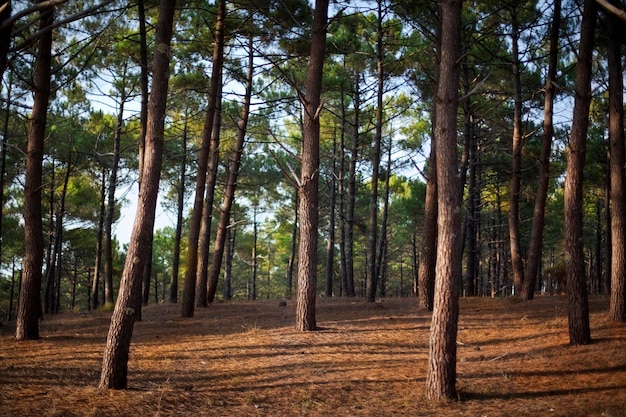 Foto paisaje de madera de pino