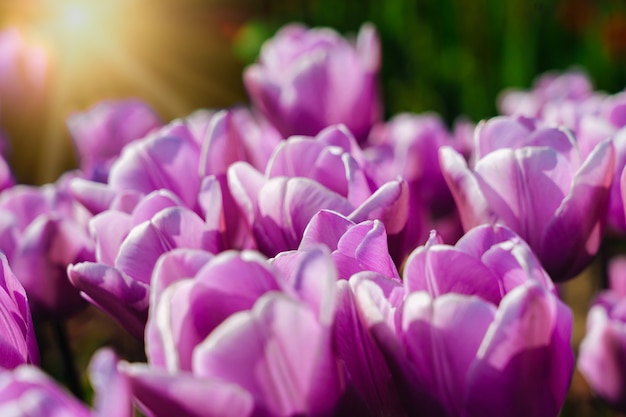 Paisaje mágico con un fantástico campo de tulipanes hermosos en Holanda en primavera. Campos de tulipanes holandeses multicolores florecientes en un paisaje holandés Holanda. Concepto de viajes y vacaciones. Enfoque selectivo.