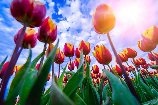 Paisaje mágico con fantásticos y hermosos campos de tulipanes en los Países Bajos en primavera floreciendo multicolor