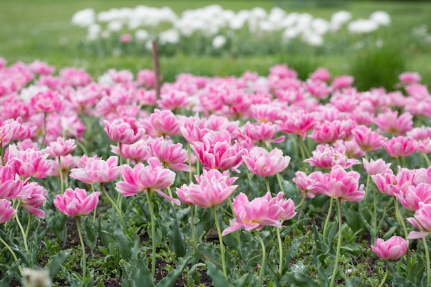 Un paisaje mágico con salida del sol sobre el campo de tulipanes en los Países Bajos